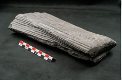 Foto (Seitenansicht) von Sigillaria elongata Brongniart (NHMW-GEO-2024-0188-11067)